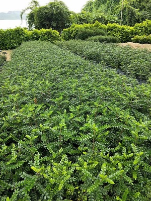胡椒木地被七斤袋大袋农户直销 货源批发价园林绿化景观植物